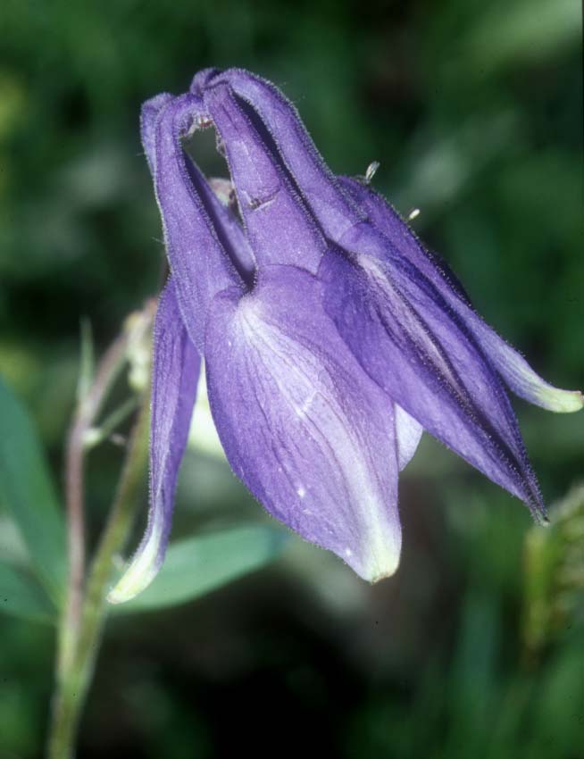 Aquilegia alpina / Aquilegia maggiore